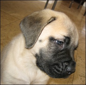 english mastiff puppy